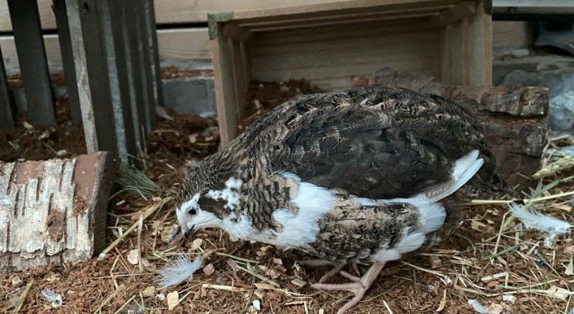 Mobile Tierbetreuung Heimtierbetreuung Tiersitter Gassiservice in Wuppertal