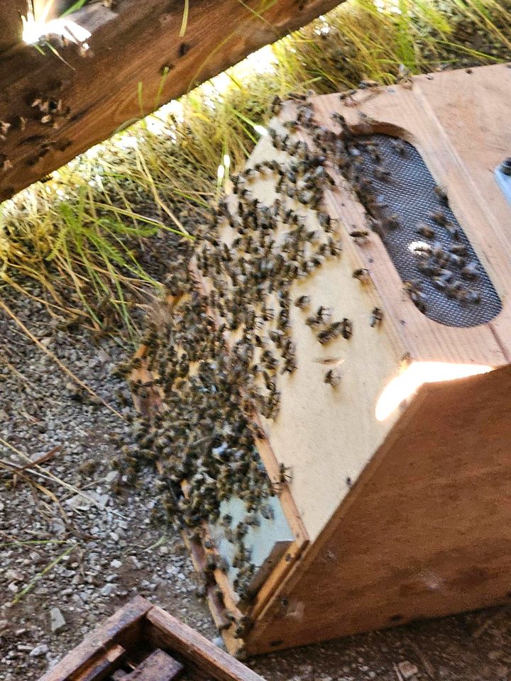 Bienenschwarm gesehen? Bienen Bienenschwarm Bienentraube in Münnerstadt