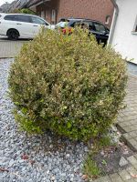 Buchsbaum etwa 130cm Nordrhein-Westfalen - Viersen Vorschau