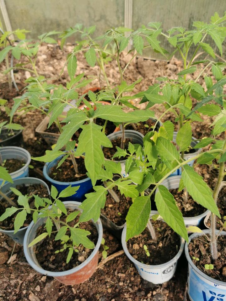 Tomatenpflanzen in Meckenheim