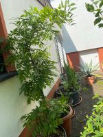 Blauregen Pflanze Saarland - Wadgassen Vorschau