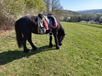 reitbeteiligung an Freizeitpony , Zuverlässigkeit ist Bedingung Niedersachsen - Hessisch Oldendorf Vorschau