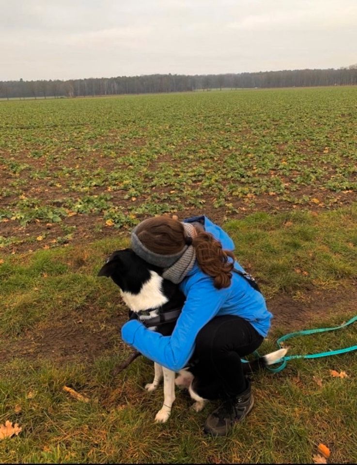 Hundeausführer/ Dogwalking in Langenhagen