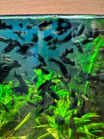 Aquarium Fische Antennen Welse / Black Molly Mix Marmor Mollys Nordrhein-Westfalen - Jülich Vorschau