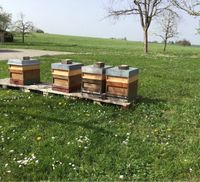Bienenvölker / Ableger aus 2023 Bayern - Eiselfing Vorschau