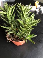 Aloe Juvenna Zimmerpflanze Nordrhein-Westfalen - Geldern Vorschau