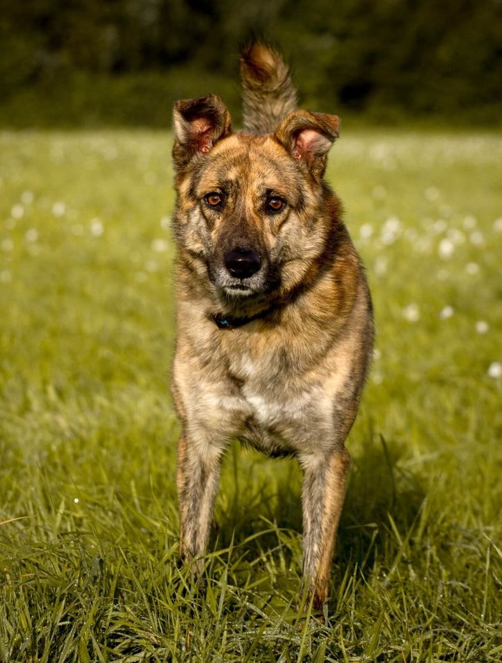 Schäferhund Mischling Gellu: sucht sein Zuhause zum Glücklichsein in Kenzingen