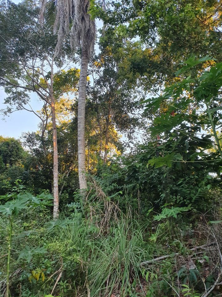 Grundstück in Brasilien/ Südbahia, Cabrália, nähe Porto Seguro. in Seevetal