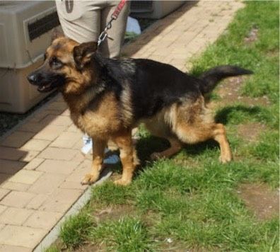 Ägi Schäferhund Hündin in Burgsinn