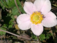 Herbst-Anemone 'Robustissima' Nordrhein-Westfalen - Erkelenz Vorschau