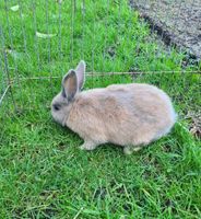 Kaninchen Böckchen Niedersachsen - Wilsum Vorschau