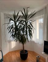 Wunderschöne große Yucca Palme Baden-Württemberg - Kornwestheim Vorschau