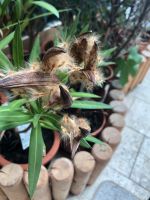 Oleander Samen Kapseln Zierpflanze Blume Bayern - Kaufbeuren Vorschau