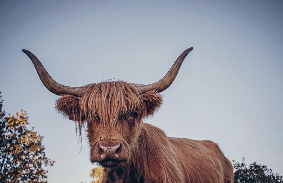 Highland Cattle,Kühe mit Kälber,Hochlandrinder,Rinder Bullen in Neunkirchen Siegerland