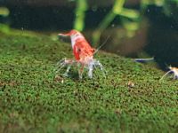 10 Stück *High Grade* Red Rilli Neocaridina Zwerggarnelen Essen - Stoppenberg Vorschau