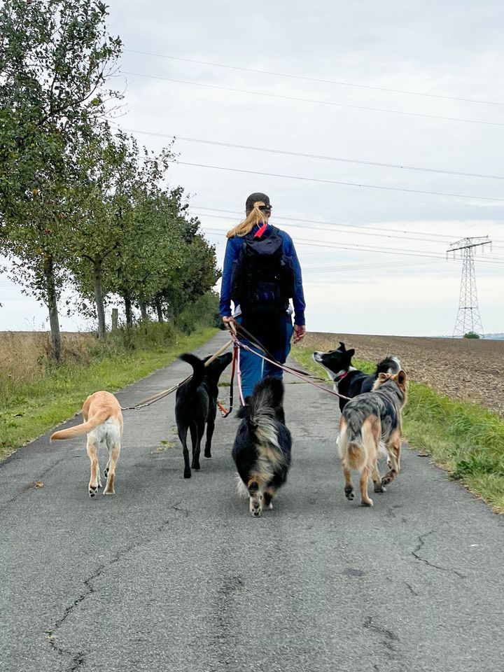 Dogwalker • Gassi-Service • mobile Hundebetreuung • Hundesitter in Erfurt