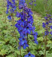 Blaue Rittersporne Niedersachsen - Appel Vorschau