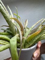 Aloe Vera Ableger Niedersachsen - Schwanewede Vorschau