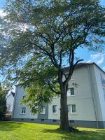 Winterdienst Sturmschaden Baum schnitt Nordrhein-Westfalen - Dinslaken Vorschau