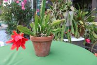 Blattkaktus Epiphyllum mit großer roten Blüten in Terakottertopf Bayern - Uffing Vorschau