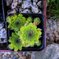 Hauswurz ( Sempervivum )• Heilpflanze für drinnen und draußen Bayern - Gefrees Vorschau