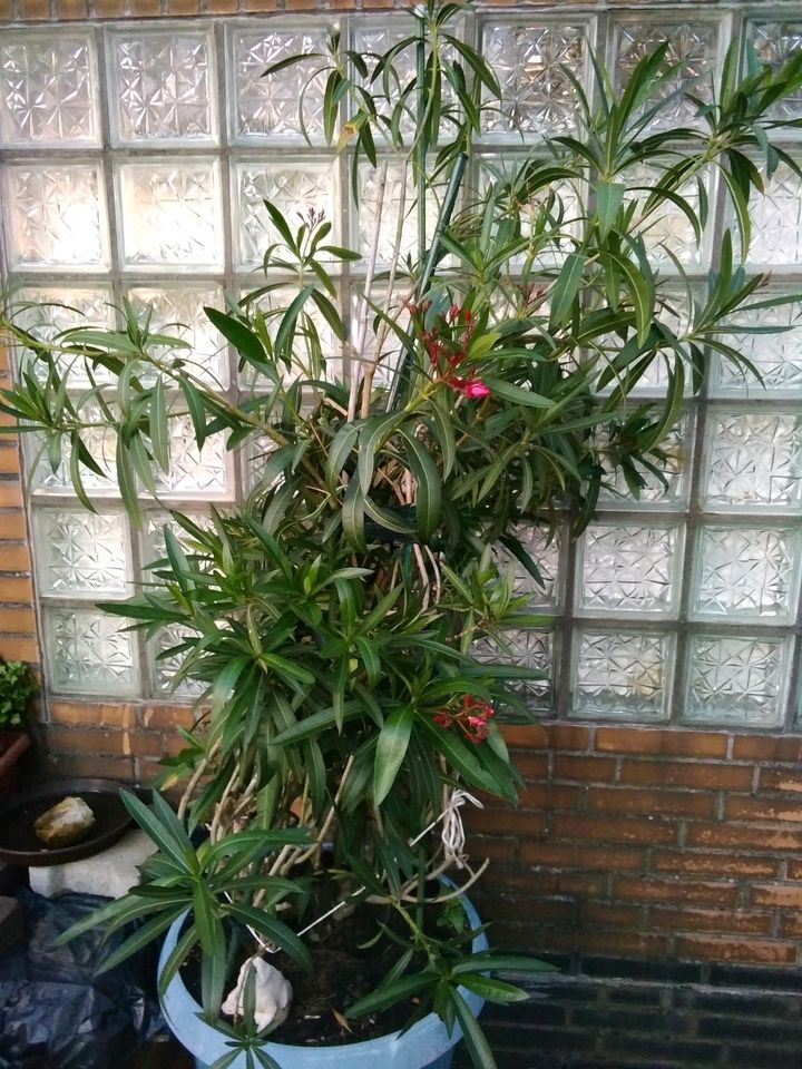 Oleander im Topf Blüte Rosa Rot. in Burgdorf