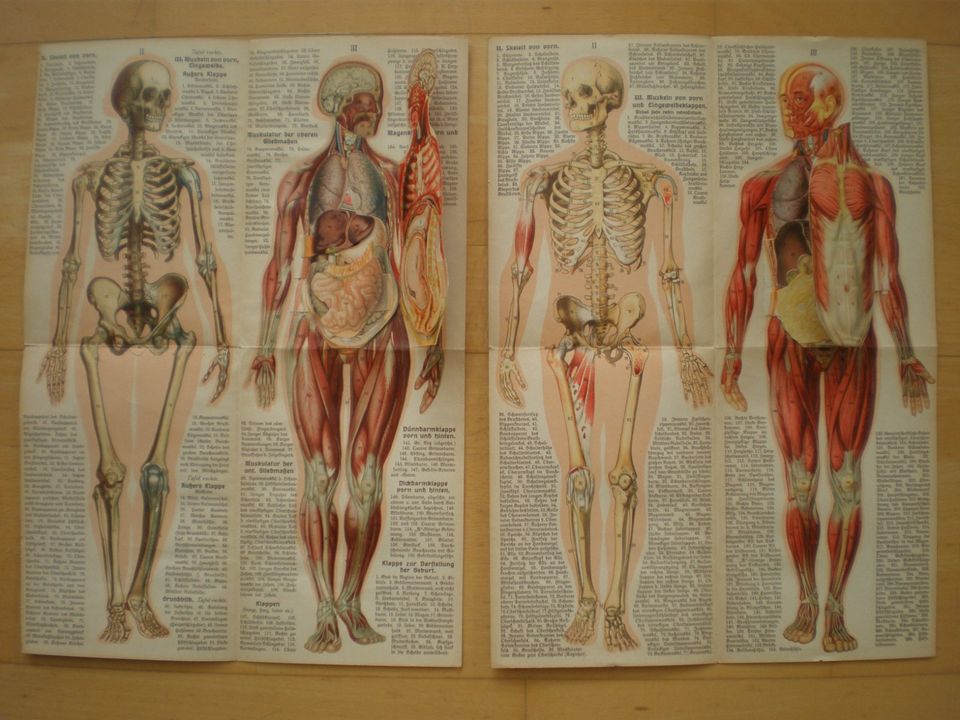 ANTIKE BILDTAFELN-LEHRTAFELN-ANATOMIEBLATT-ANATOMIE-KÖRPER-CORPUS in Berlin