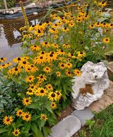 Gelber Sonnenhut (Rudbeckia) Staude Pflanze Garten winterhart Baden-Württemberg - Neresheim Vorschau