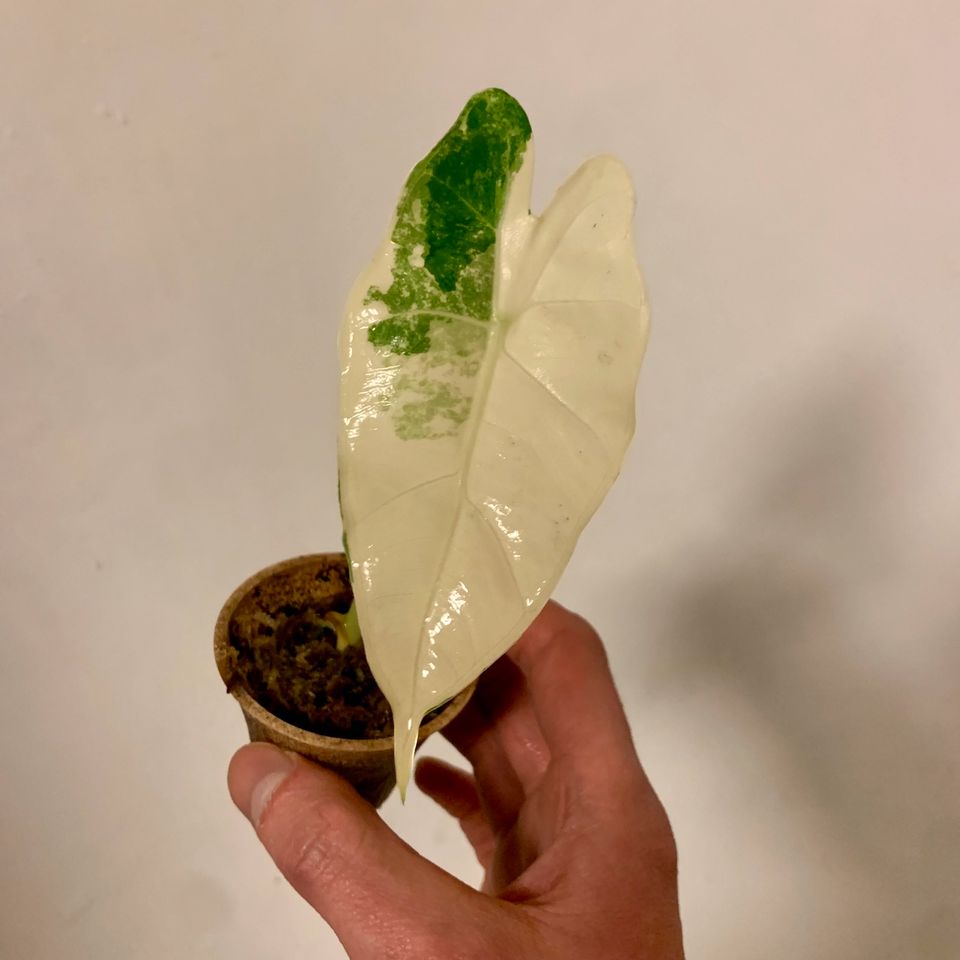 Alocasia frydek Variegata in Freiburg im Breisgau