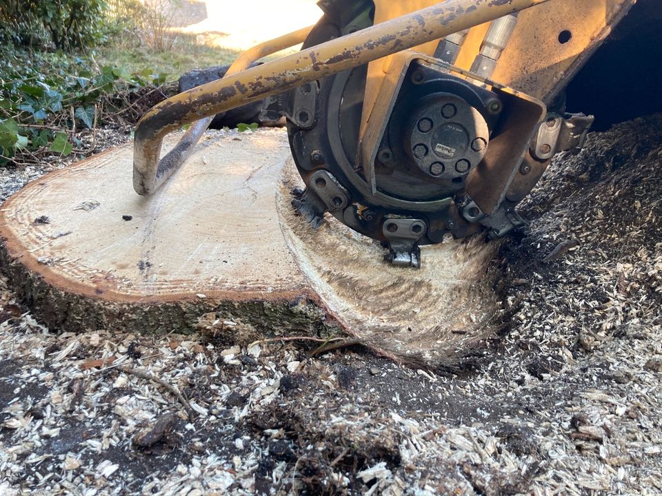 Baumfällung Baum fällen Baumfäller Baumfällarbeiten in Rösrath