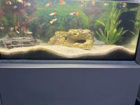 Aqvarium mit Fische zusammen Bayern - Augsburg Vorschau