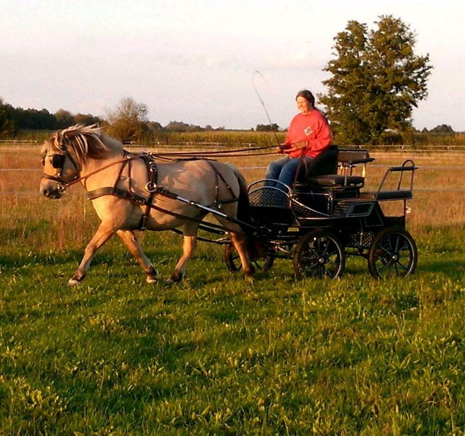 Herbst-Kompaktkurs Kutschenführerschein A, Kutsche fahren, Pferde in Ziesar