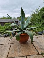 Agave im Terrakotta Topf groß Bayern - Rehau Vorschau