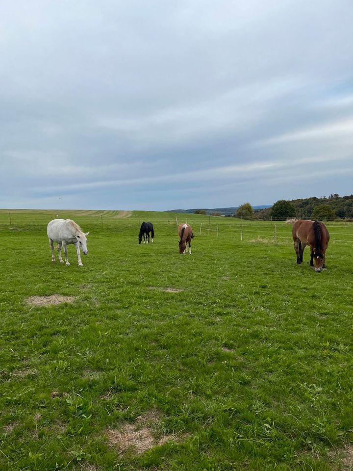 Offenstall / Einstellplatz Pferd in Kommen