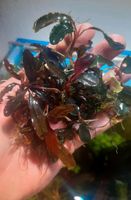 New ❎❤ Starter Paket ❤❎ 10x Bucephalandra Aquarium Garnelen Nano Freiburg im Breisgau - March Vorschau