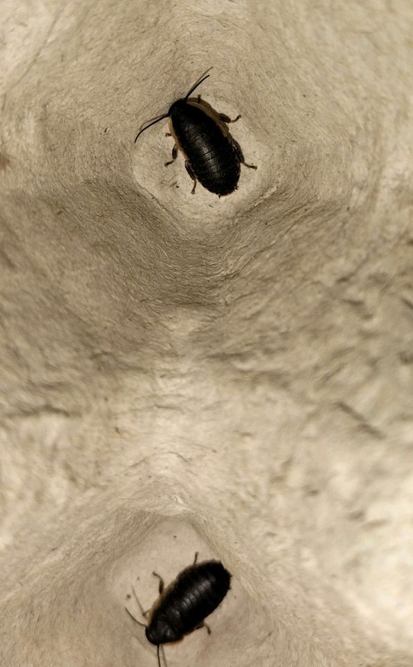 Gromphadorrhina portentosa  Black in Ludwigsburg