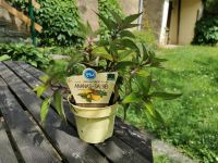 Pflanze Bio Ananas Salbei Sachsen - Pulsnitz Vorschau