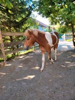 Fifilbra vom Haidberg: Isländer-Stute, Isländer-Pony, Islandpferd Bayern - Wasserburg am Inn Vorschau