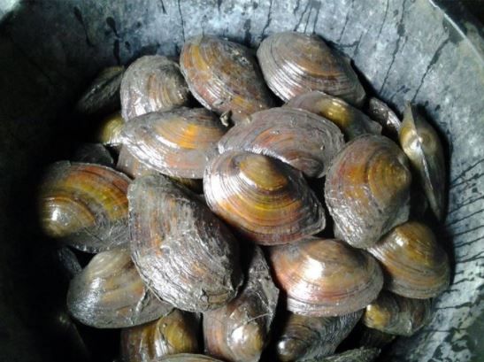 Silberkarpfen 7 bis 15cm zu verkaufen // Fischfarm Eske in Flensburg