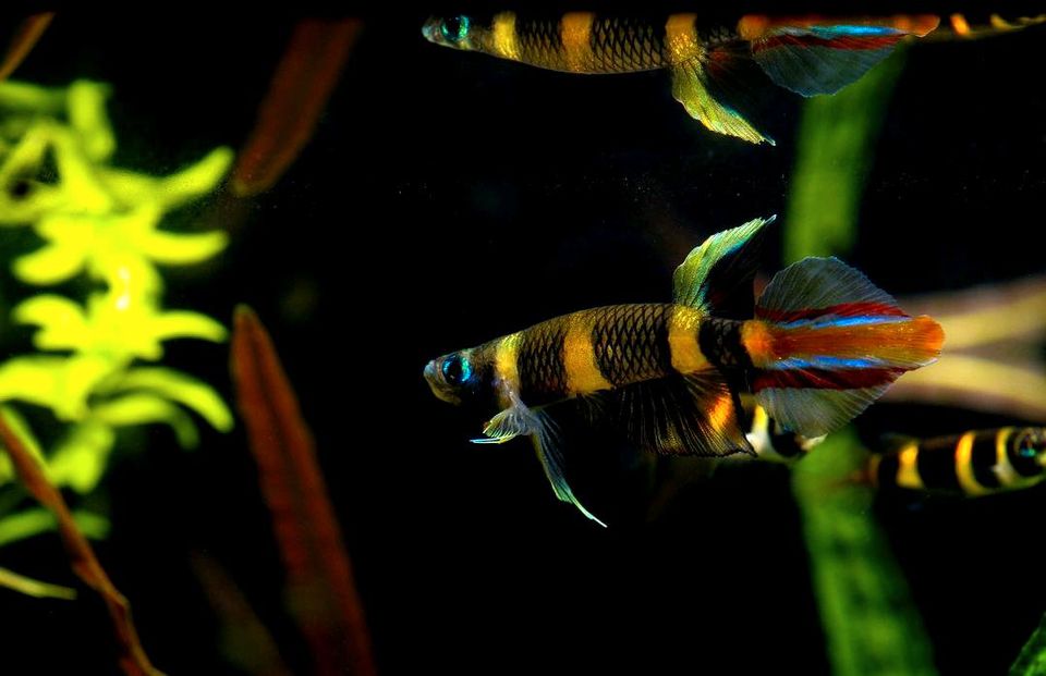 ⭐ Ringelhechtling ~ Epiplatys annulatus aus - Wunderschöne Tier❤️ in Bretzfeld