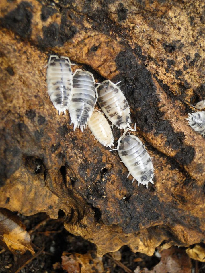 Porcellio lavis panda Zierasseln in Bad Waldsee