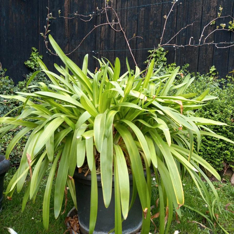 Schmucklilie Agapanthus blau in Telgte