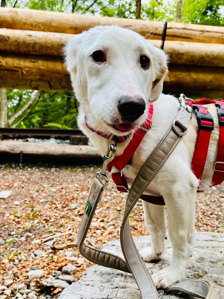 Bezaubernde kleine Elly - Familienhund in Schliersee