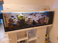 Hochwertiges Aquarium mit Inhalt (Fische, Pumpe, Filter, Deko) Baden-Württemberg - Mötzingen Vorschau