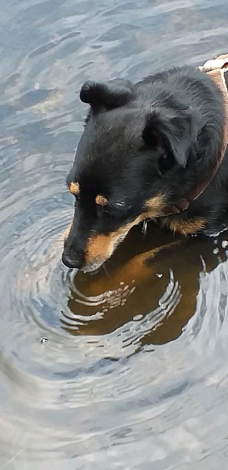 Kalle sucht ein Körbchen in Bochum