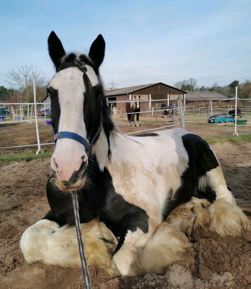 Fahr-&Reitbeteiligung für Tinker & Friese # Freizeit # Gelände # in Rödermark