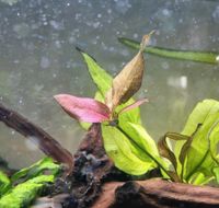 2x Ableger Schwertpflanze Roter Leopard/Echinodorus Roter Leopard Nordrhein-Westfalen - Lüdenscheid Vorschau