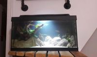 60 cm Aquarium Hessen - Solms Vorschau