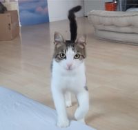 Fussel - freundlicher Schmusekater sucht ein Zuhause❤️ Hessen - Darmstadt Vorschau