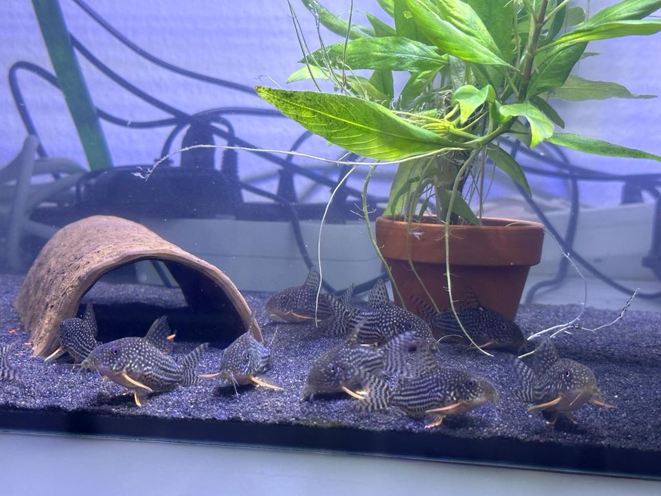 Corydoras Sterbai 4€ in Esslingen